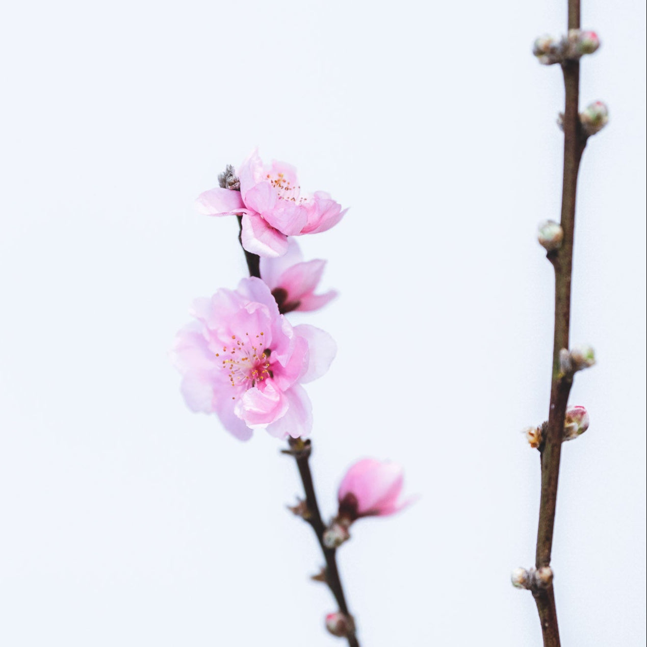 Sakura Ikebana Kit